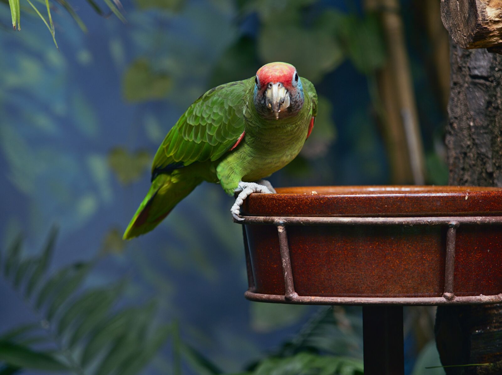 Olympus OM-D E-M1 Mark II sample photo. Parrot, the exotic, bird photography