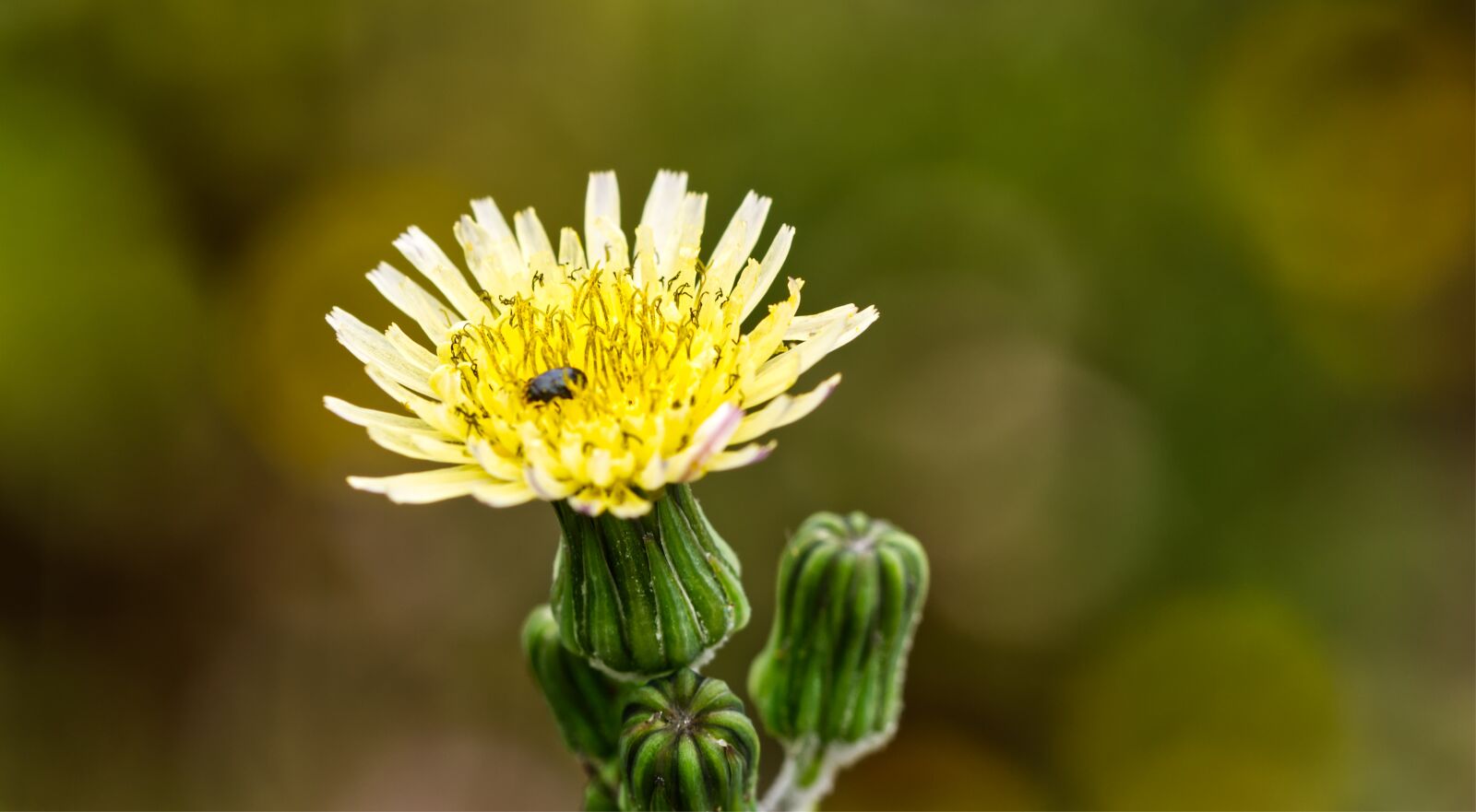 Nikon D5500 sample photo. Flower, blossom, bloom photography