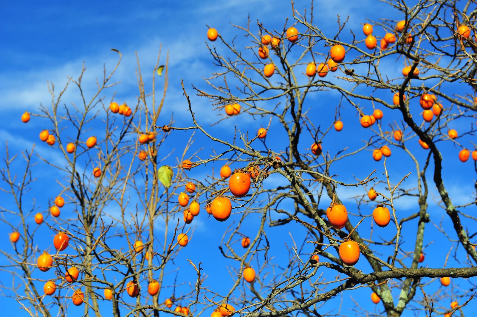 Nikon D3S sample photo. Persimmon, fruit, long a photography