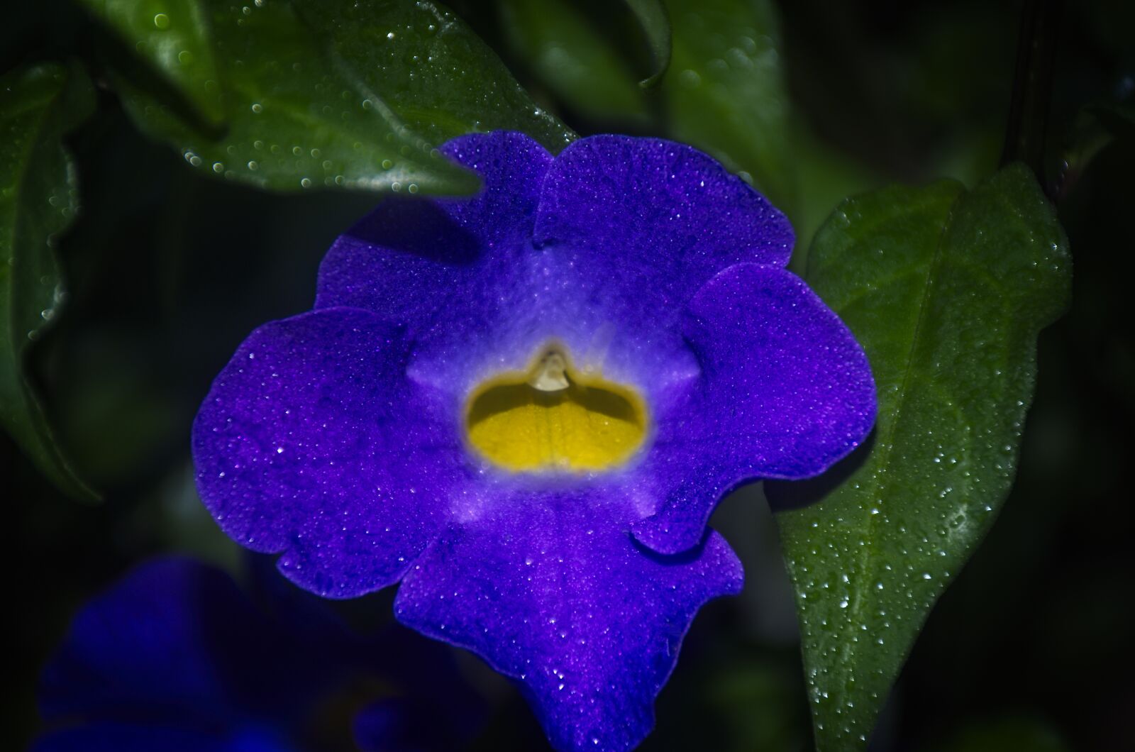 Nikon AF-S DX Nikkor 18-140mm F3.5-5.6G ED VR sample photo. Flower, purple, violet photography