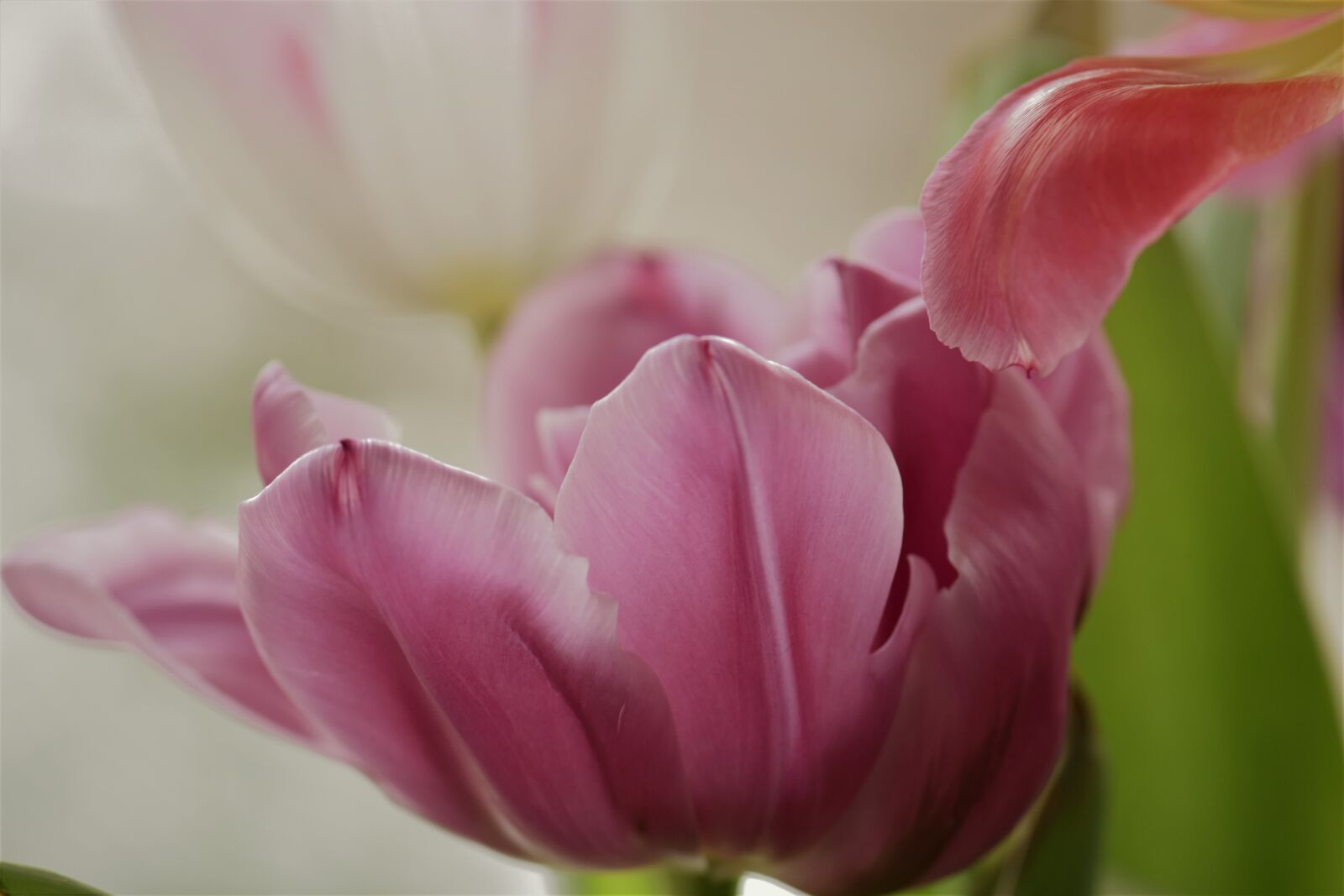 Nikon D5500 sample photo. Flower, plant, nature photography