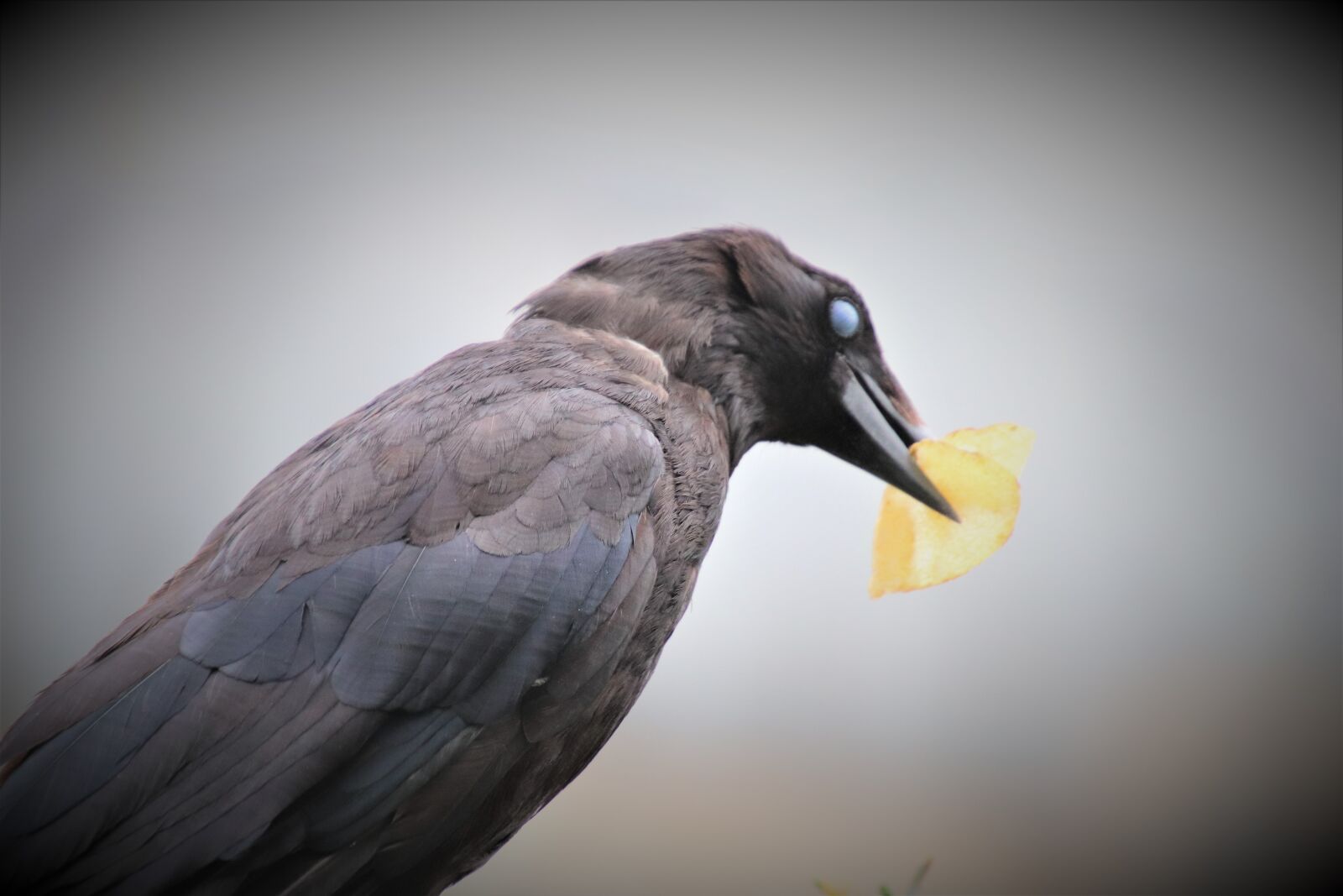 Canon EOS 800D (EOS Rebel T7i / EOS Kiss X9i) sample photo. Corneille, bird, animals photography