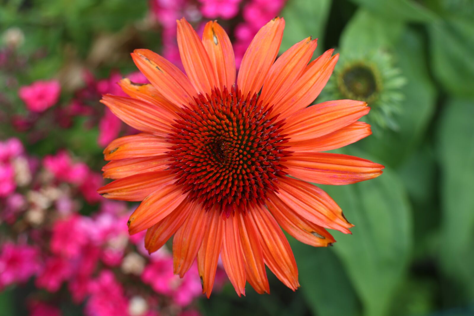 Canon EOS M6 sample photo. Garden, flower, summer photography