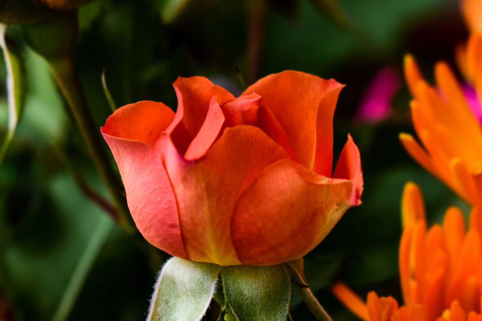 Nikon D3400 sample photo. Flower, plant, nature photography