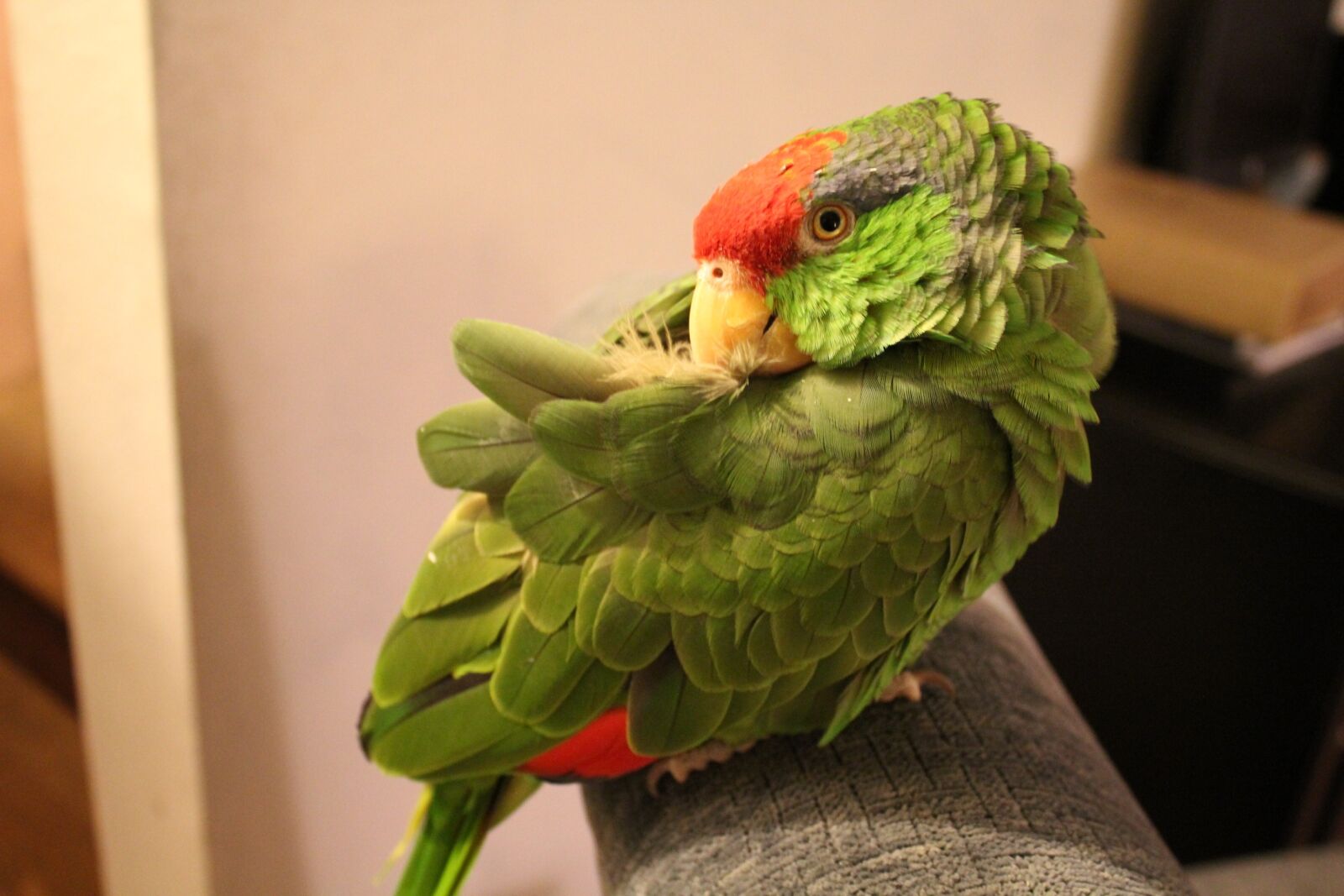 Canon EOS 1200D (EOS Rebel T5 / EOS Kiss X70 / EOS Hi) sample photo. Parrot, pets, exotic photography