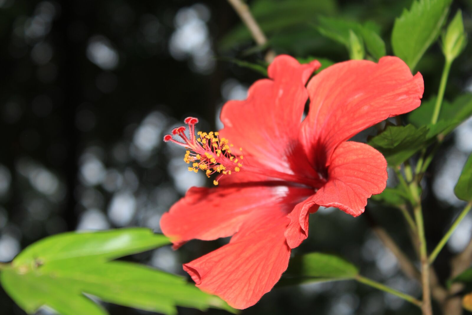 Canon EOS 1200D (EOS Rebel T5 / EOS Kiss X70 / EOS Hi) sample photo. Hibiscus, flower, garden photography