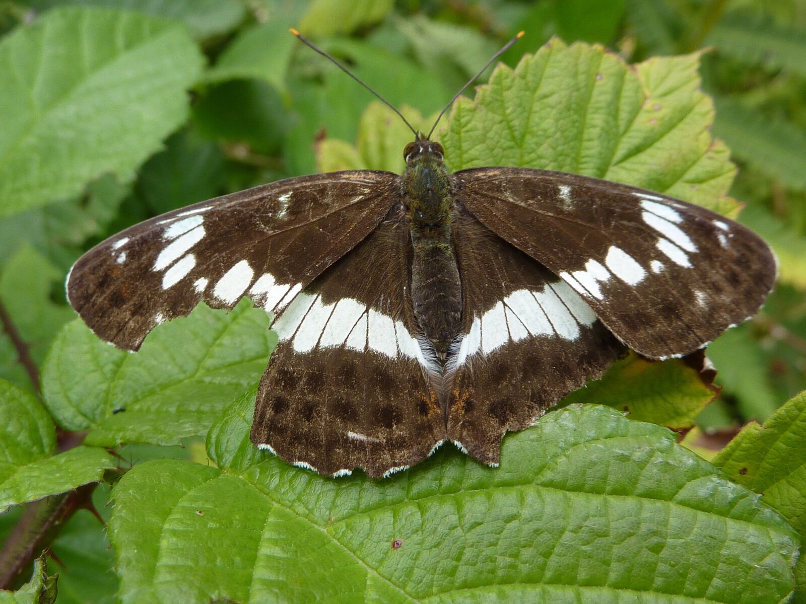 Panasonic DMC-TZ7 sample photo. Butterfly, insect, mountain photography