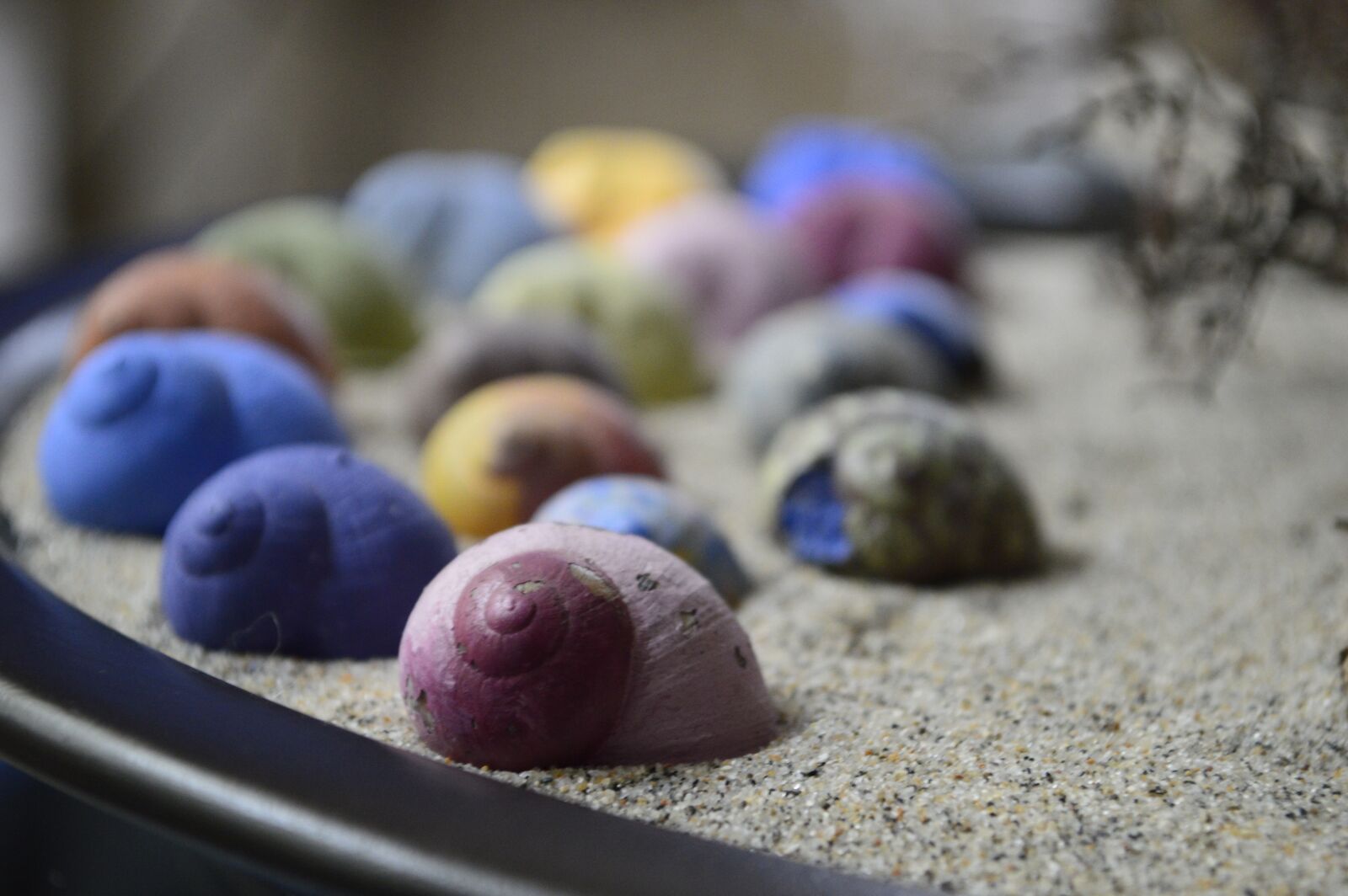 Nikon D3200 sample photo. Slugs, shells, mollusk photography