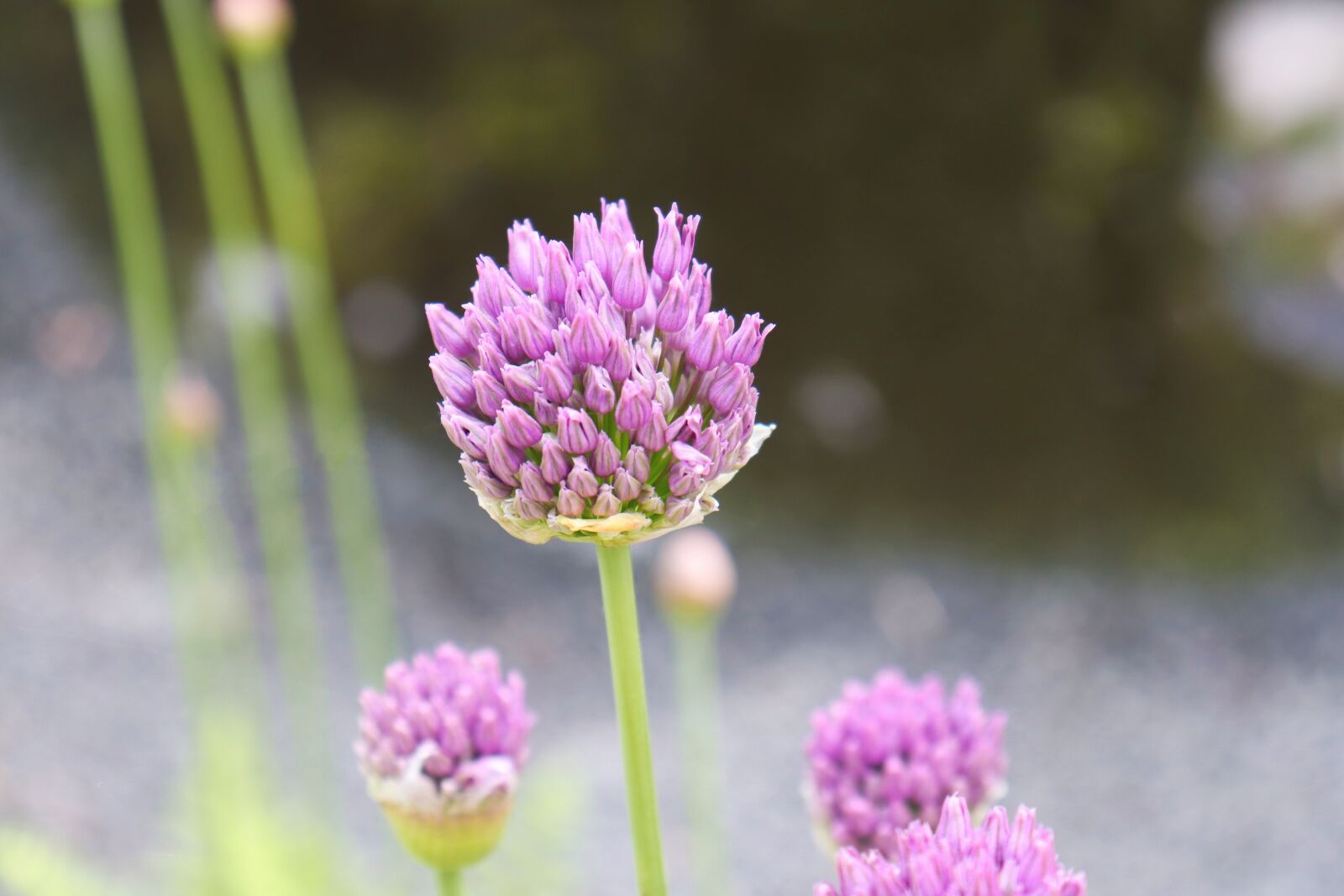 Canon EOS 77D (EOS 9000D / EOS 770D) sample photo. Flower, purple, garden photography