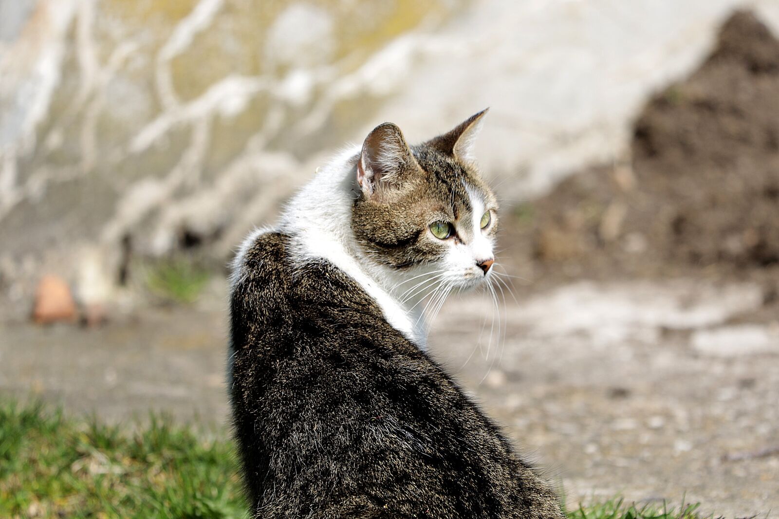 Canon EOS R + Canon EF 70-300 F4-5.6 IS II USM sample photo. Cat, pet, domestic cat photography