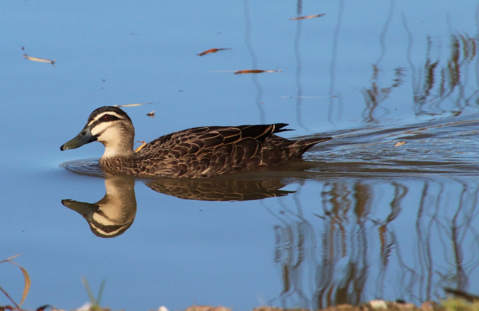Canon EOS 800D (EOS Rebel T7i / EOS Kiss X9i) sample photo. Duck, bird, poultry photography