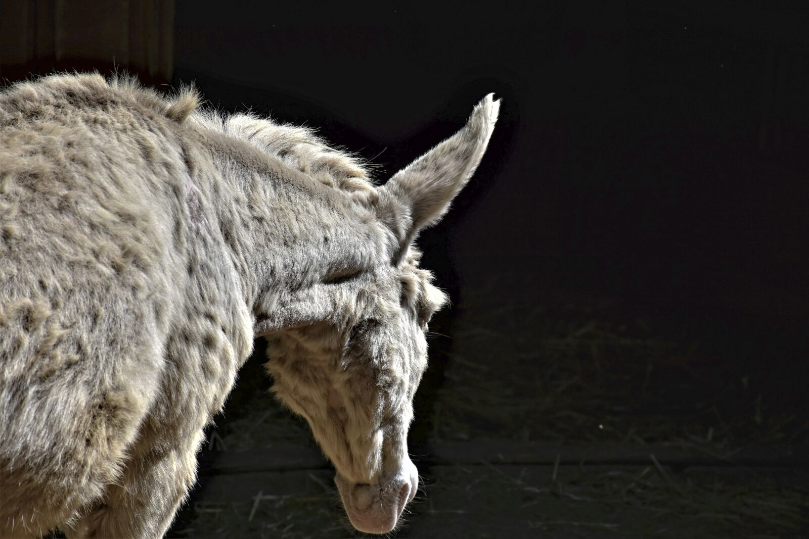 Nikon D7200 sample photo. Donkey, grey, animal photography