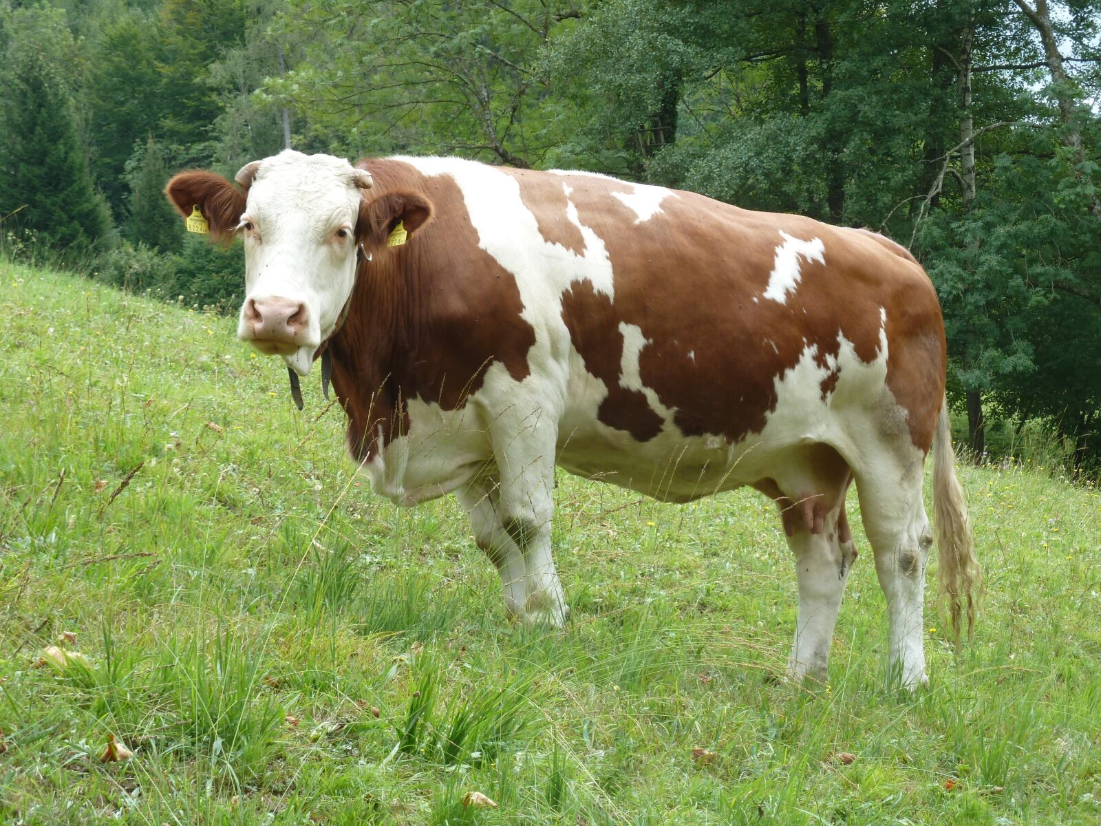 Panasonic Lumix DMC-ZS7 (Lumix DMC-TZ10) sample photo. Cow, meadow, grass photography