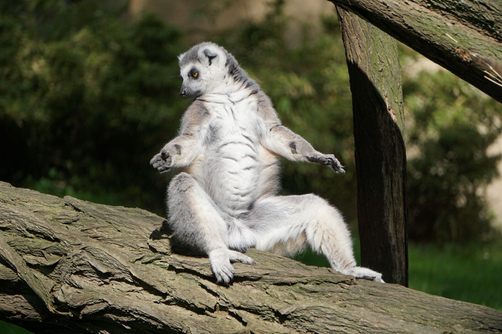 Sony a6000 sample photo. Ring tailed lemur, fur photography