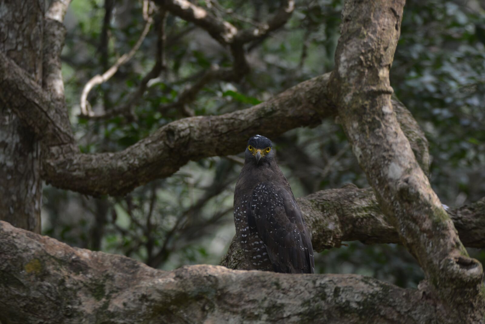 Nikon D7100 sample photo. Eagle, wildlife, outdoor photography