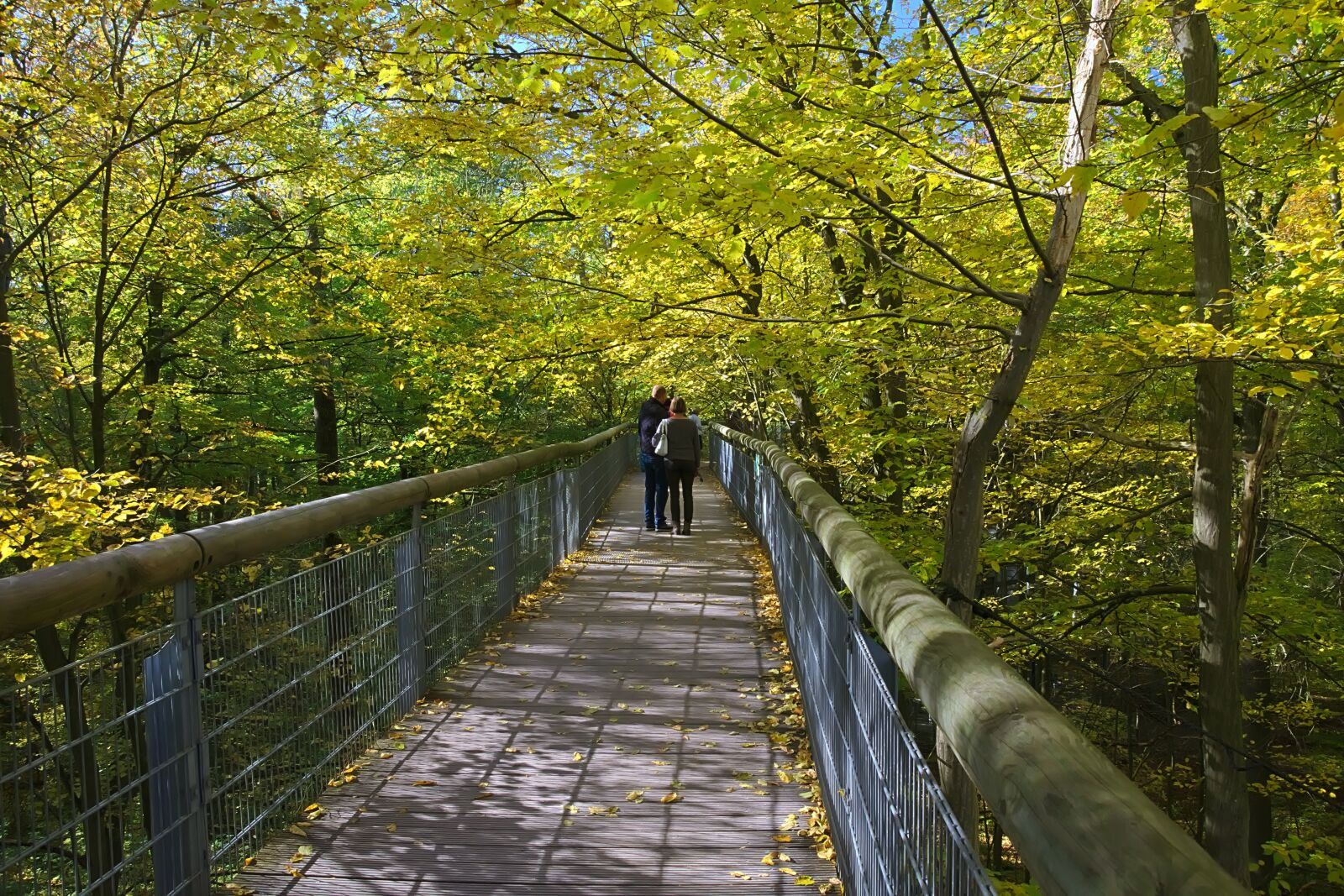 Nikon D3300 sample photo. Autumn forest, tree crown photography