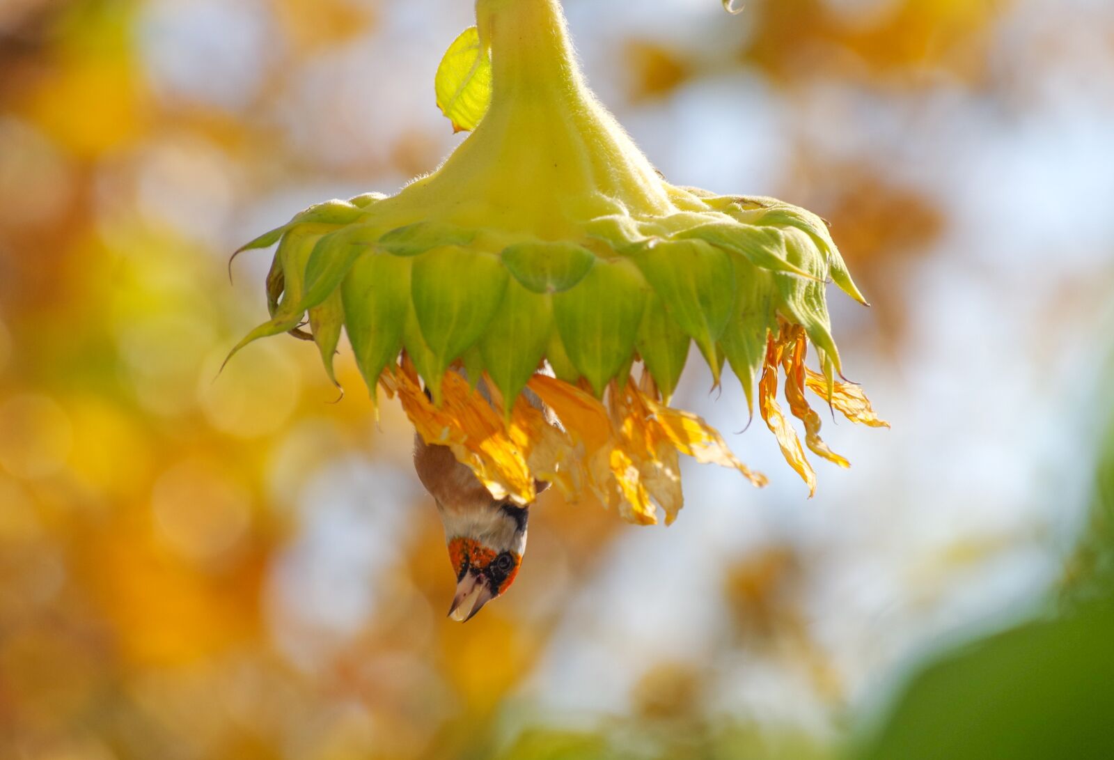 Pentax K-30 sample photo. Sunflower, stieglitz, seeds photography