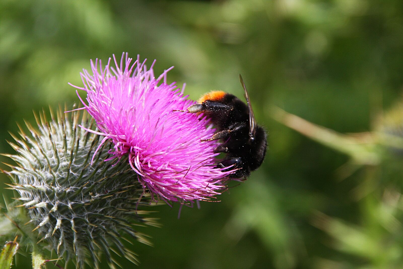 Canon EOS 40D sample photo. Thistle, flower, plant photography