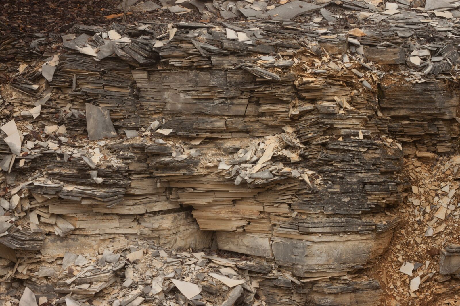 Canon EOS 500D (EOS Rebel T1i / EOS Kiss X3) + Canon EF 50mm F1.8 II sample photo. Structure, texture, wood photography