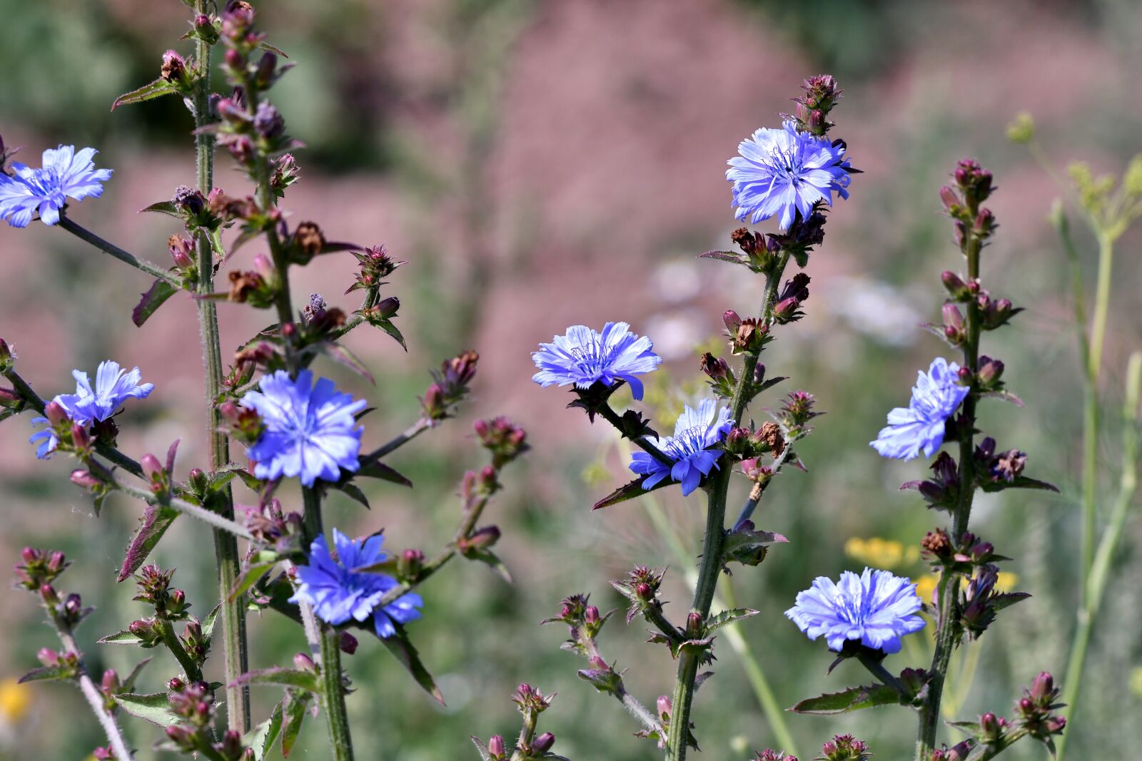 Nikon D500 sample photo. Flowers, the wild chicory photography