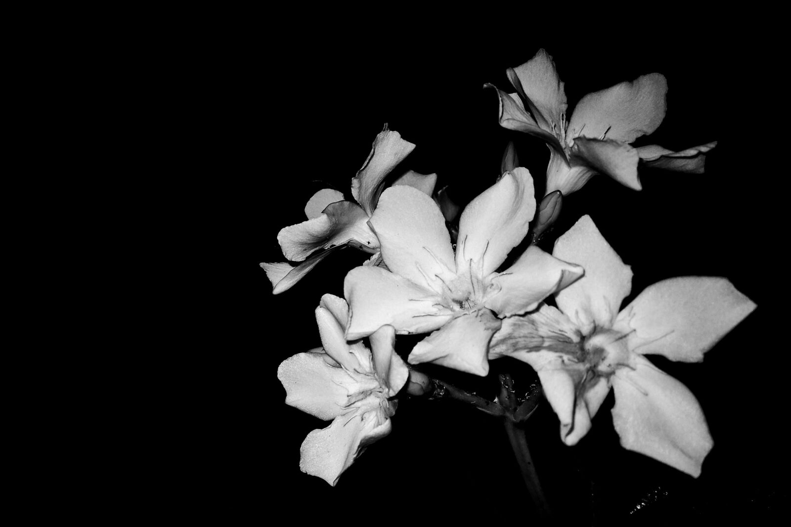 HUAWEI Mate 9 sample photo. Flower, flowers, night photography