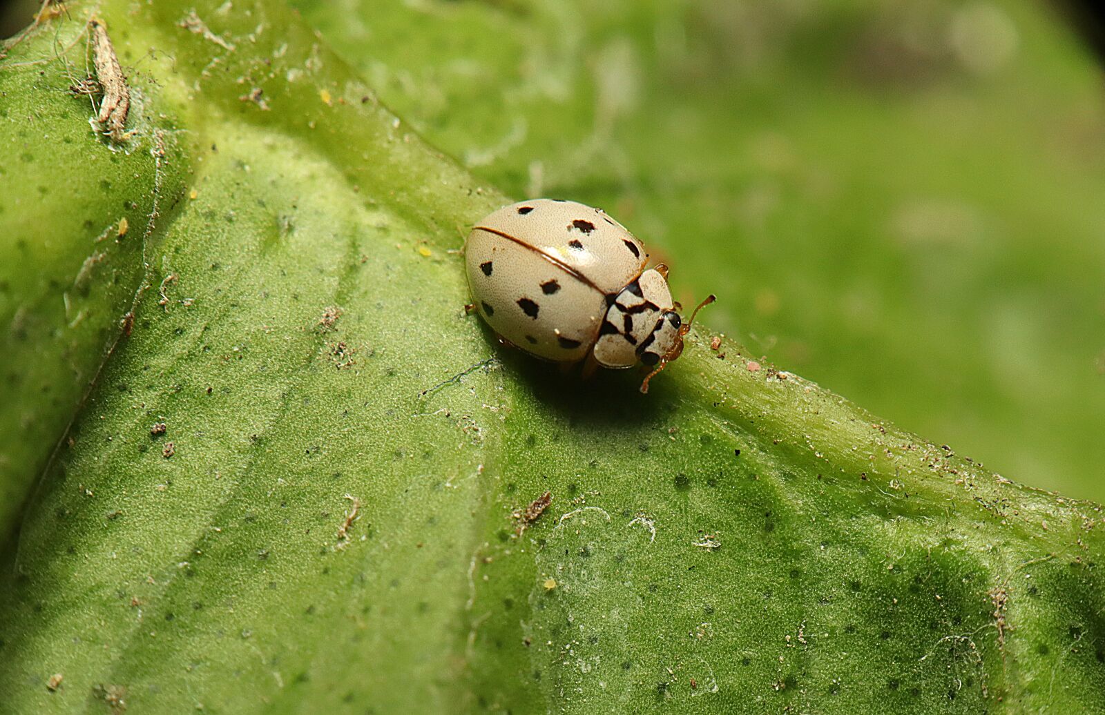 Canon EOS M50 (EOS Kiss M) sample photo. Insects, ladybugs, nature photography