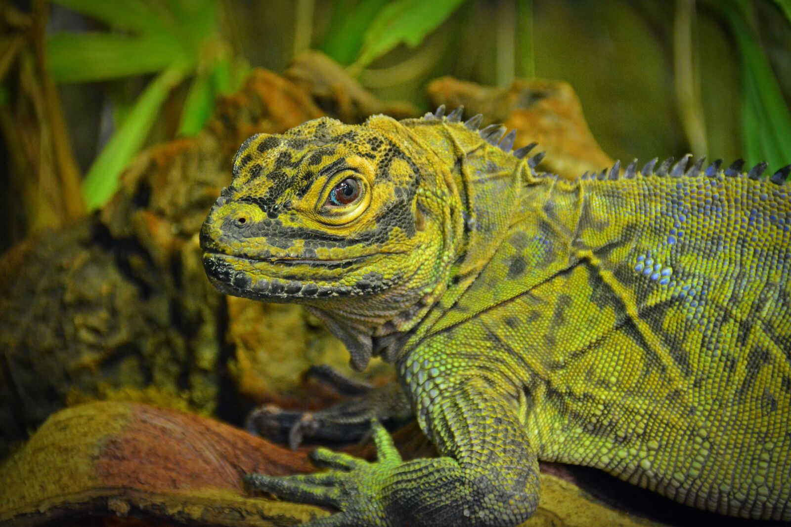Nikon D5200 sample photo. Lizard, reptile, cold blooded photography