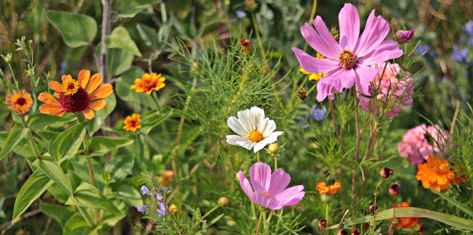 Canon EOS 80D + Canon EF 50mm F1.8 STM sample photo. Wild flowers, meadow, nature photography