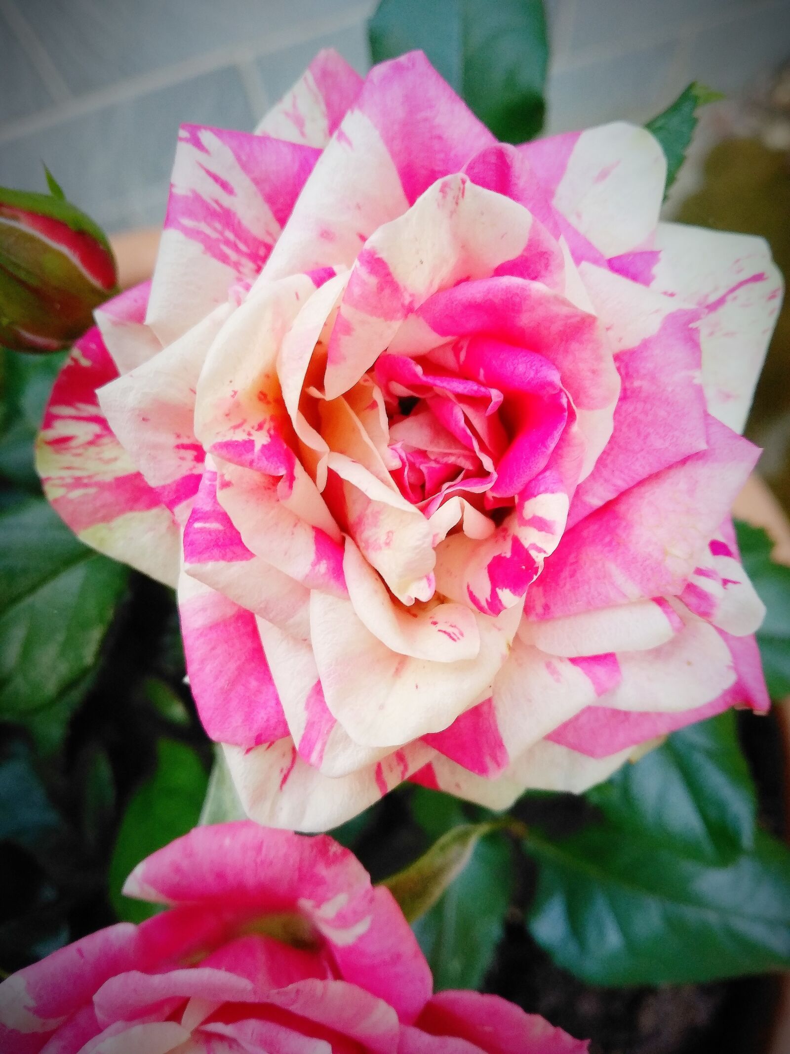 Xiaomi Redmi 5 Plus sample photo. Flower, rose, leaf photography