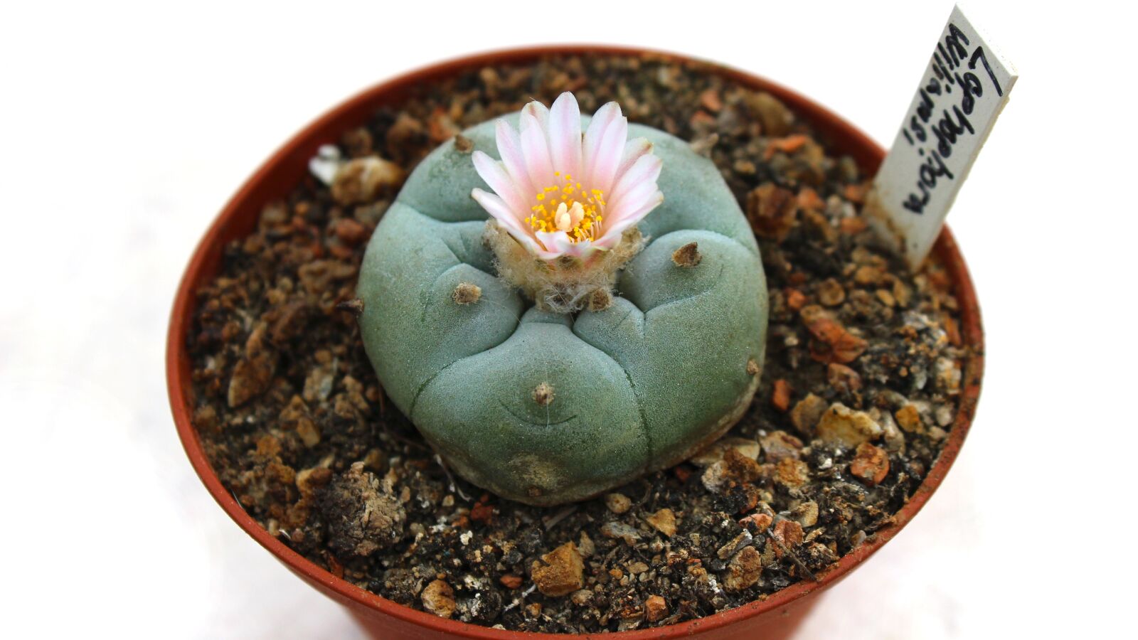 Canon EOS 600D (Rebel EOS T3i / EOS Kiss X5) sample photo. Cactus, flower, plant photography
