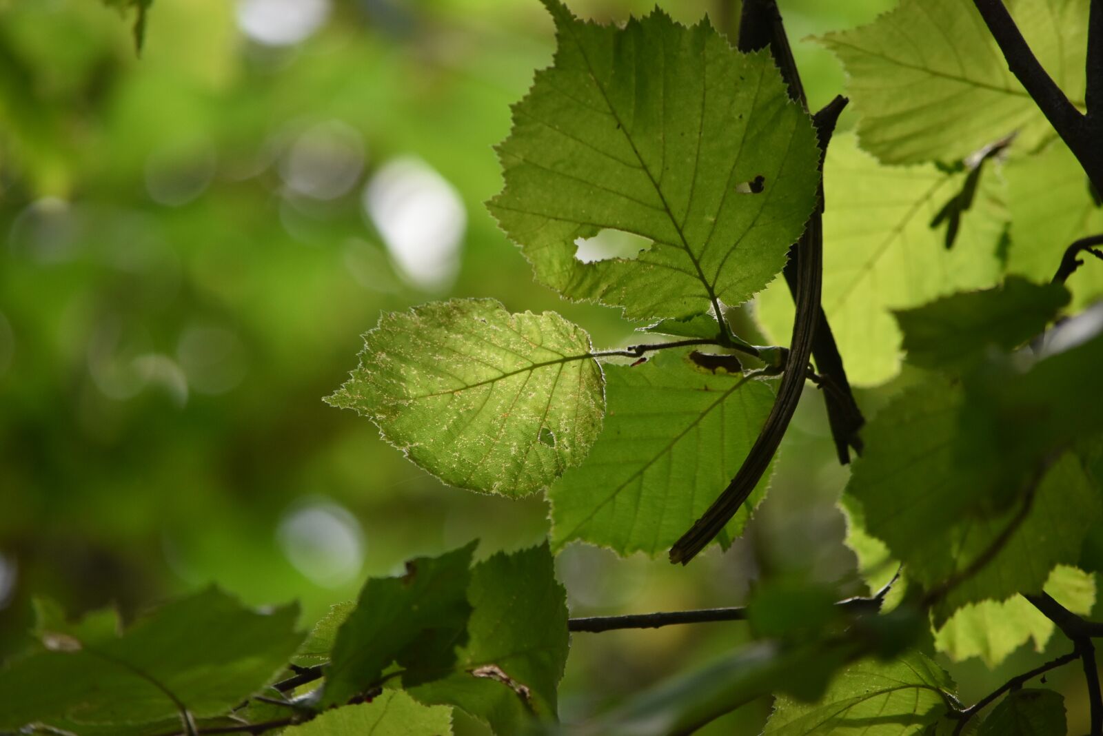 Nikon D5500 sample photo. Leaves, foliage, veins photography