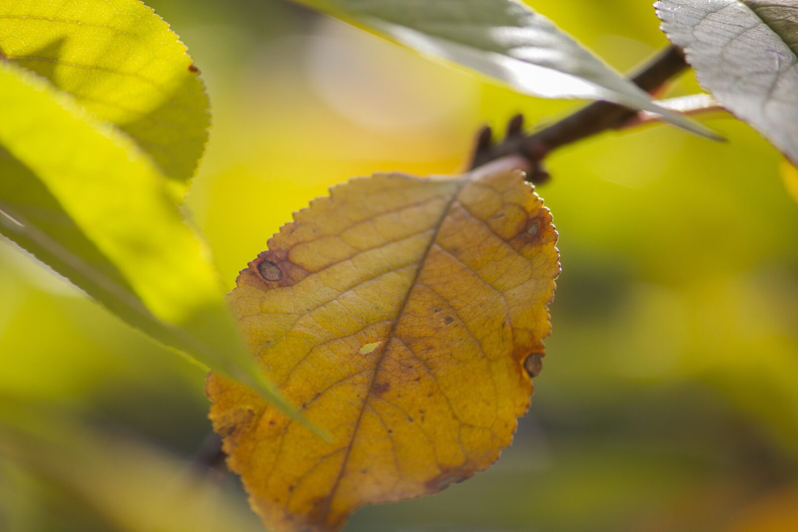 Canon EOS 550D (EOS Rebel T2i / EOS Kiss X4) sample photo. Leaf, leaves, branch photography