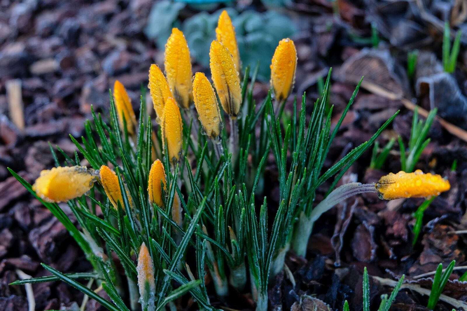 Fujifilm X-T20 + Fujifilm XC 16-50mm F3.5-5.6 OIS II sample photo. Crocus, spring, nature photography