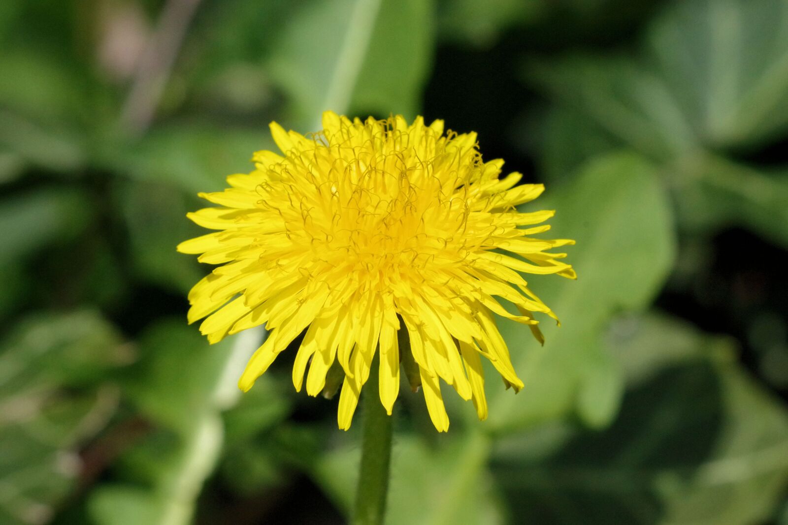 Pentax K-70 sample photo. Dandelion, yellow, nature photography