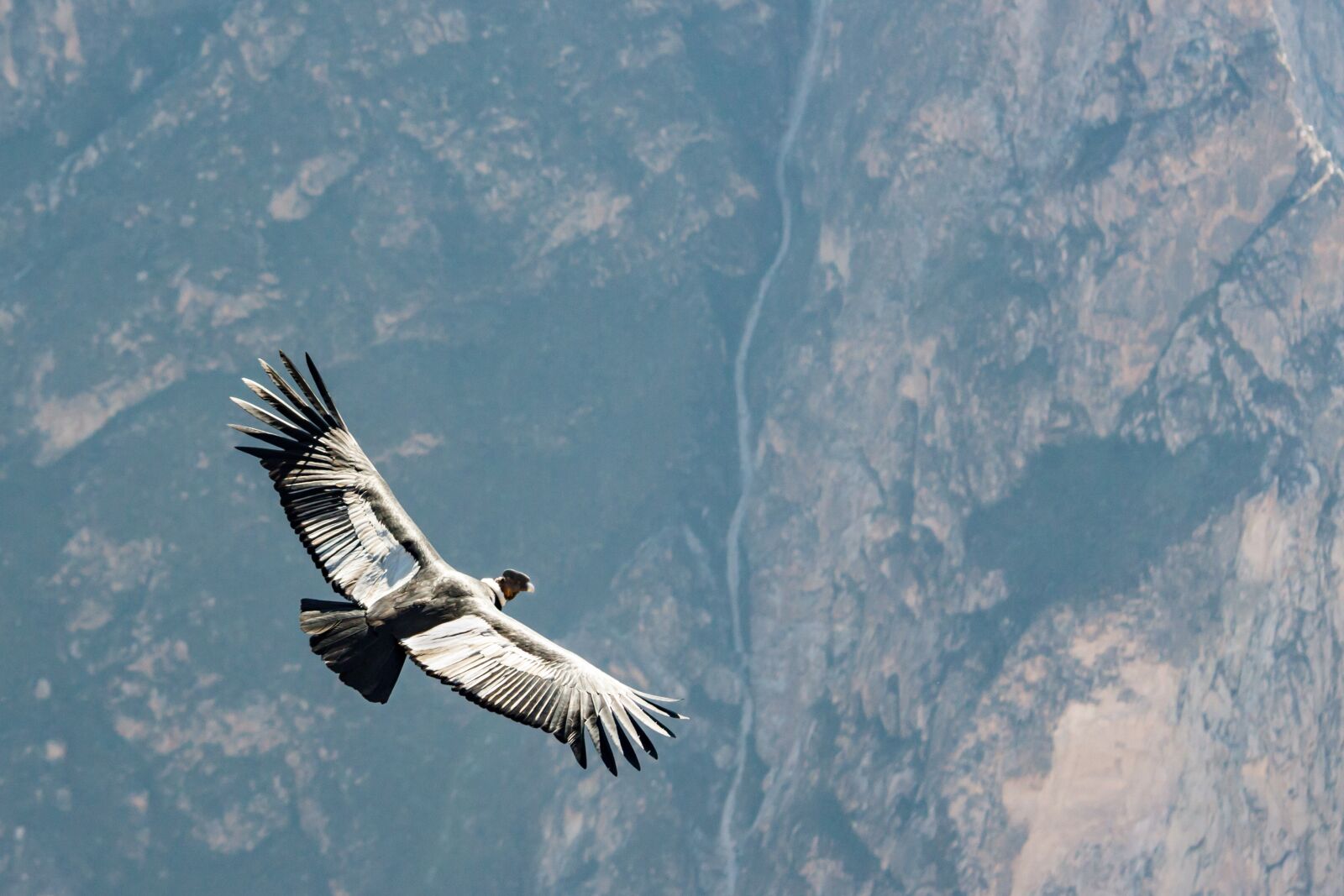 Canon EOS 500D (EOS Rebel T1i / EOS Kiss X3) sample photo. Condor, peru, andean condor photography