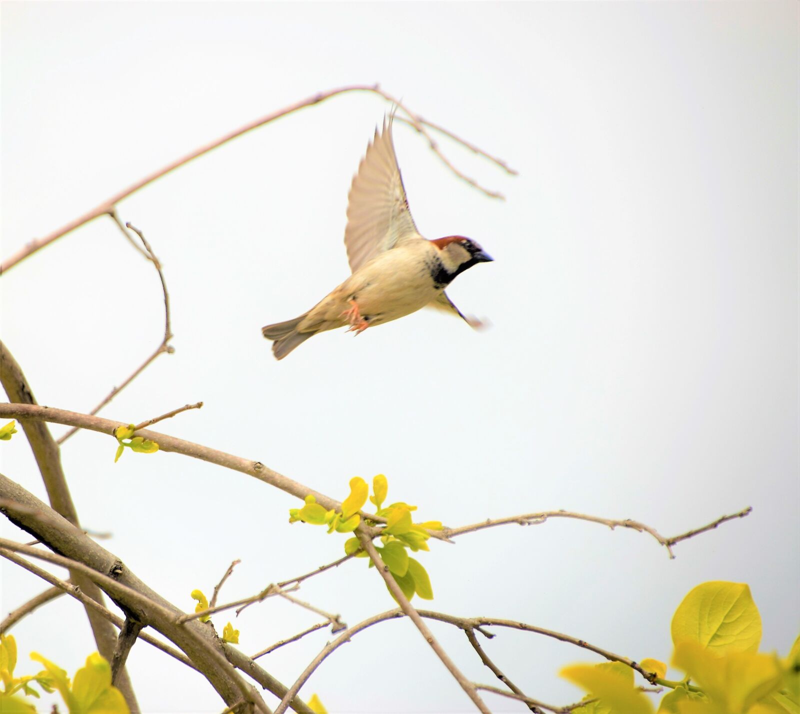 Nikon D3300 sample photo. Sparrow, in flight, flying photography
