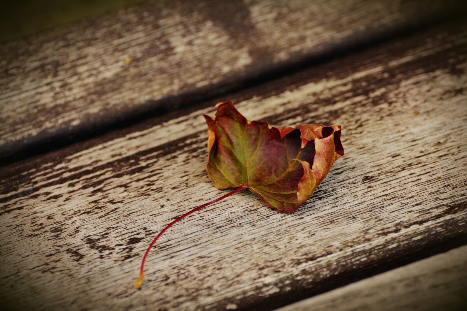 Nikon D5200 sample photo. Autumn leaf, withered, mourning photography