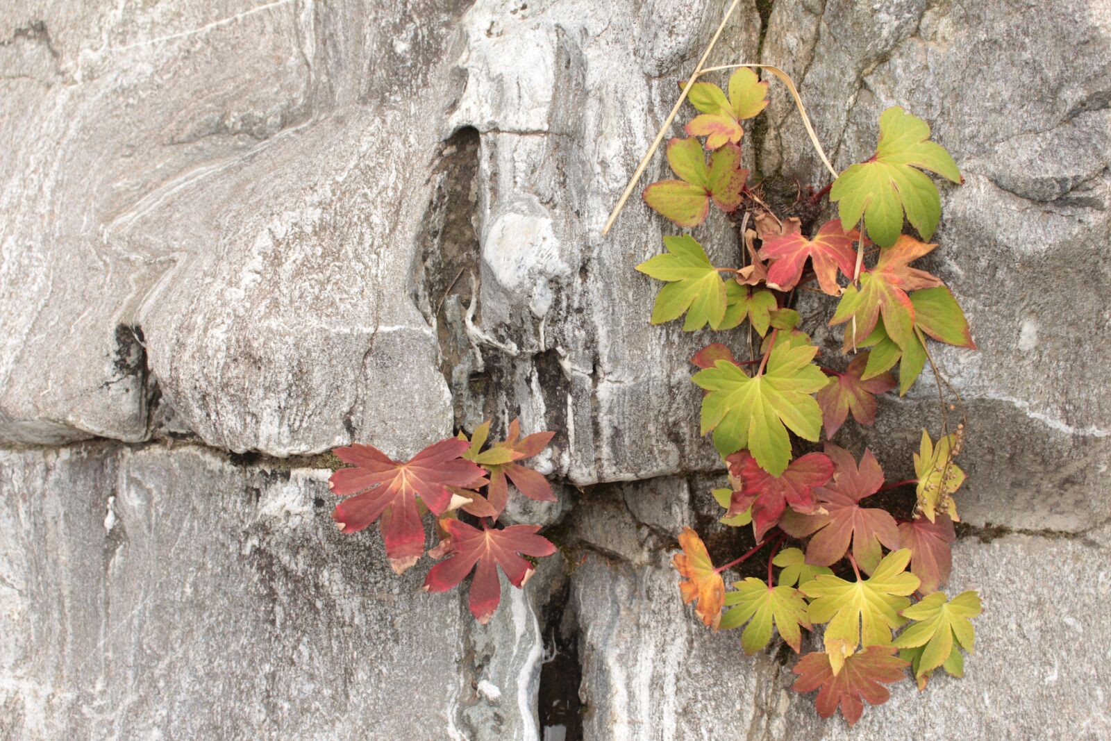 Canon EOS 700D (EOS Rebel T5i / EOS Kiss X7i) sample photo. Cliff, rock, ipsagwi photography