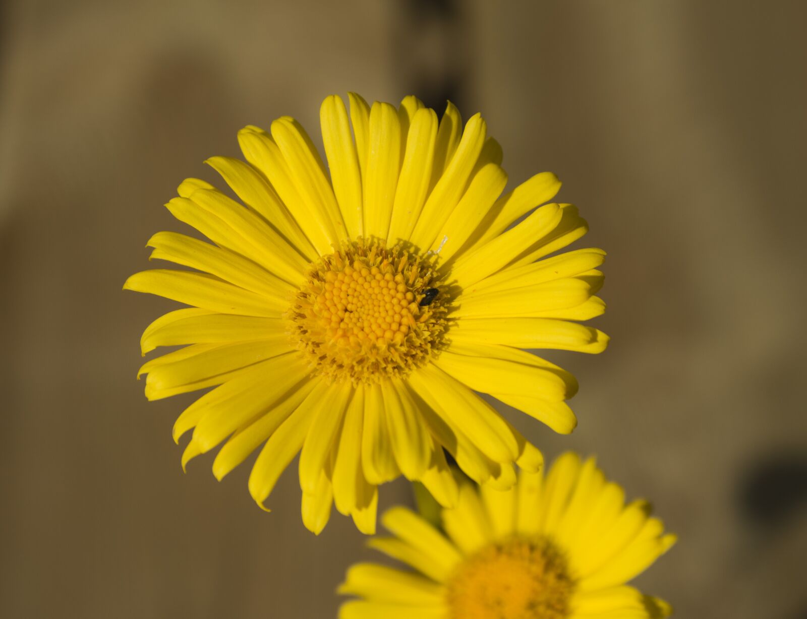 Canon EF-S 18-55mm F3.5-5.6 II sample photo. Flower, nature, plant photography