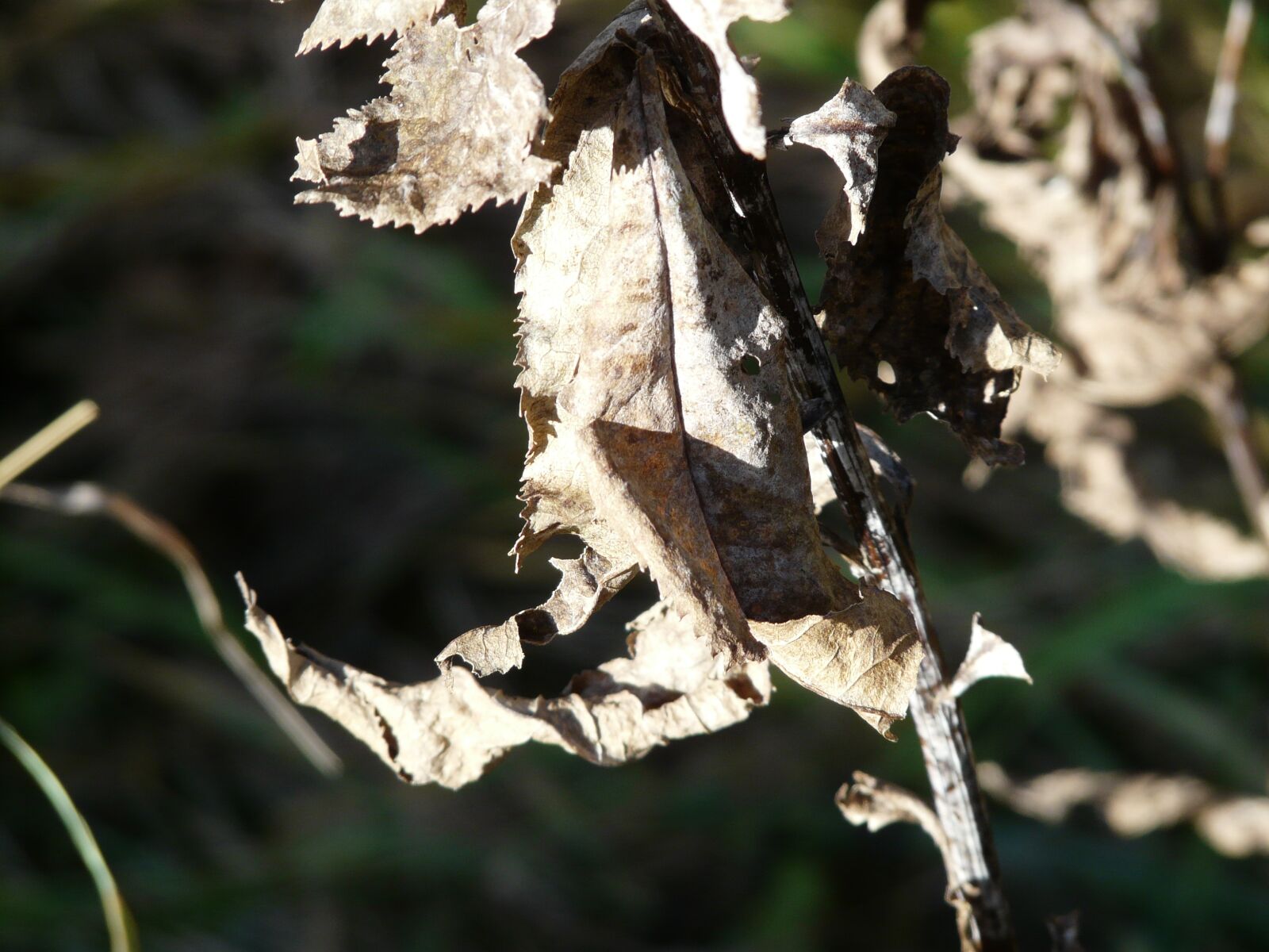 Panasonic DMC-FZ18 sample photo. Leaf, withered, dry photography