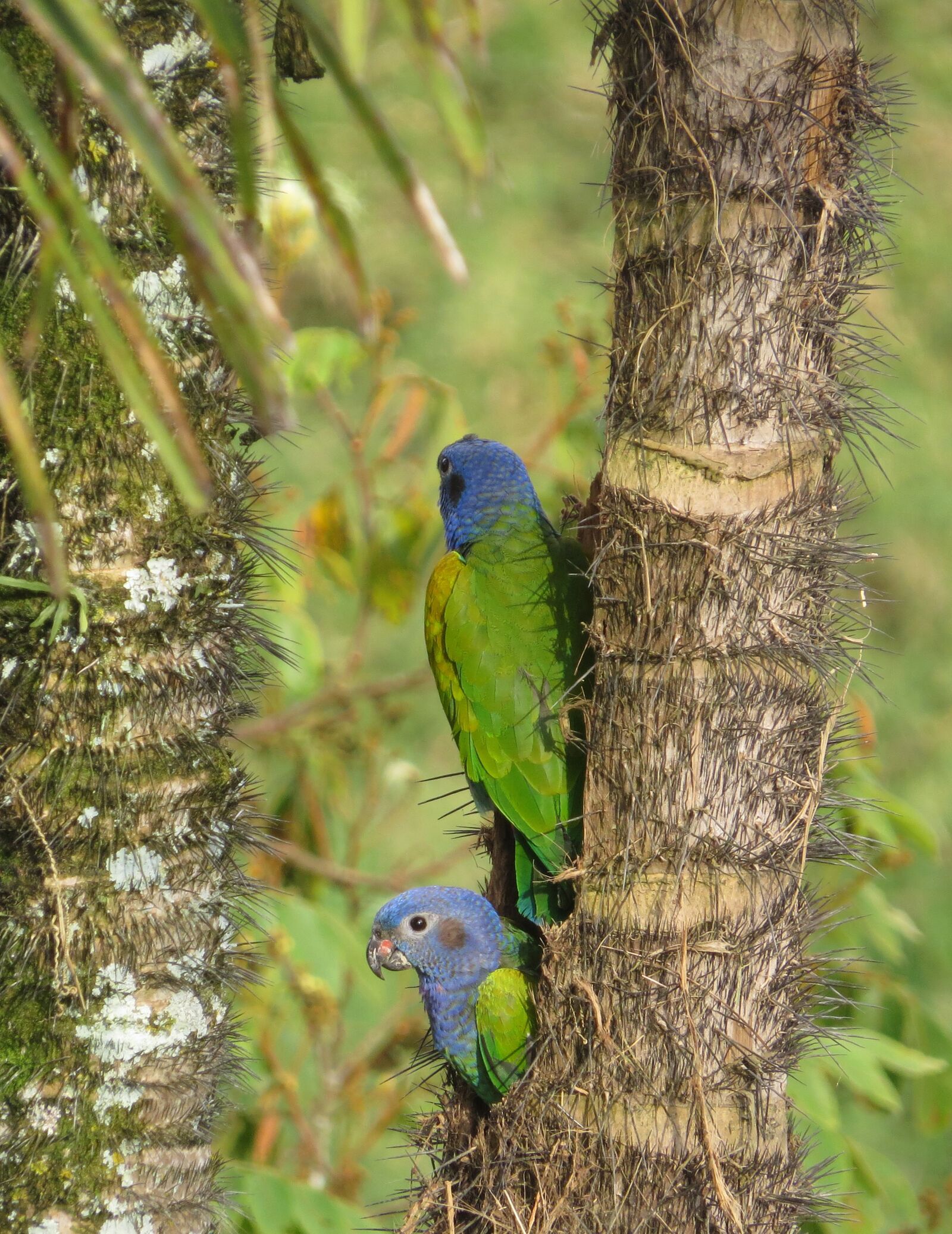 Canon PowerShot SX50 HS sample photo. Birds, nature, wild life photography