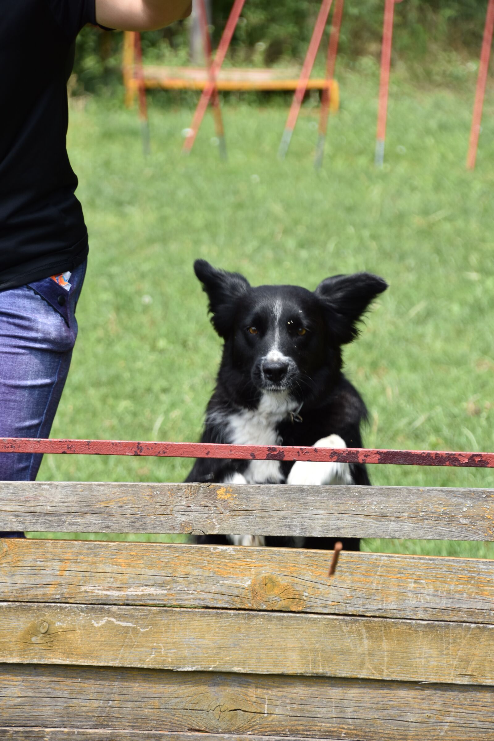 Nikon D7200 sample photo. Dog, training, jump photography