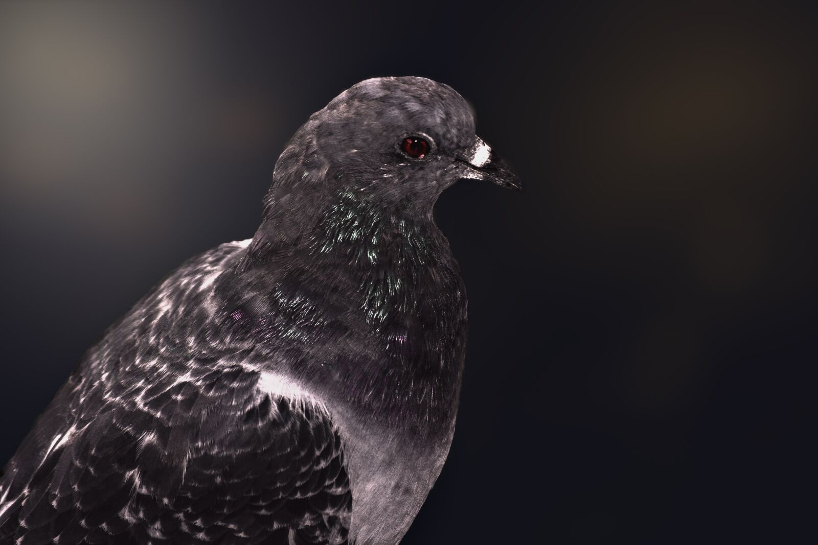 Nikon D7200 sample photo. Paloma, birds, wild life photography