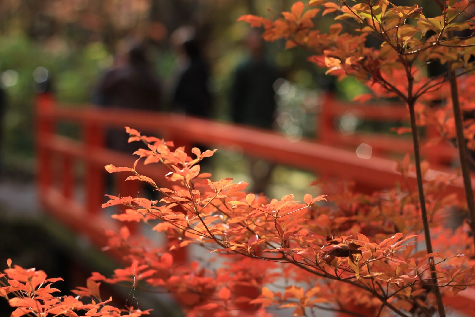 Canon EOS 60D + Canon EF 50mm F1.8 II sample photo. Autumnal leaves, maple, autumn photography