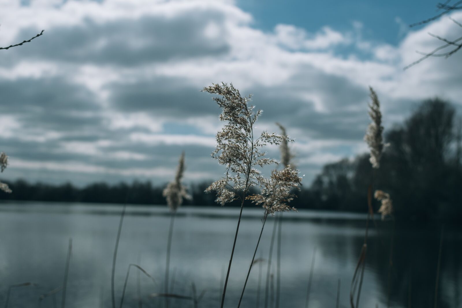 Nikon D3300 sample photo. View, of, tree, against photography