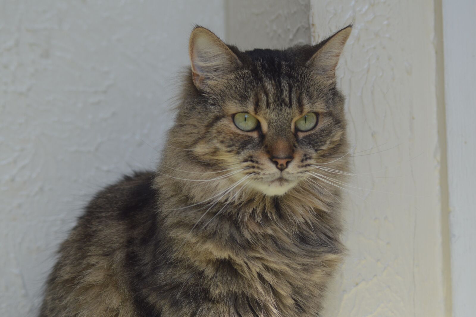 Nikon D3200 sample photo. Cat, pet, tabby photography