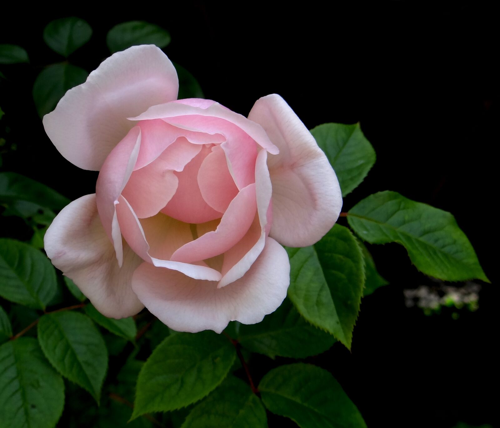 Sony Cyber-shot DSC-HX100V sample photo. Pink rose, rose, flower photography