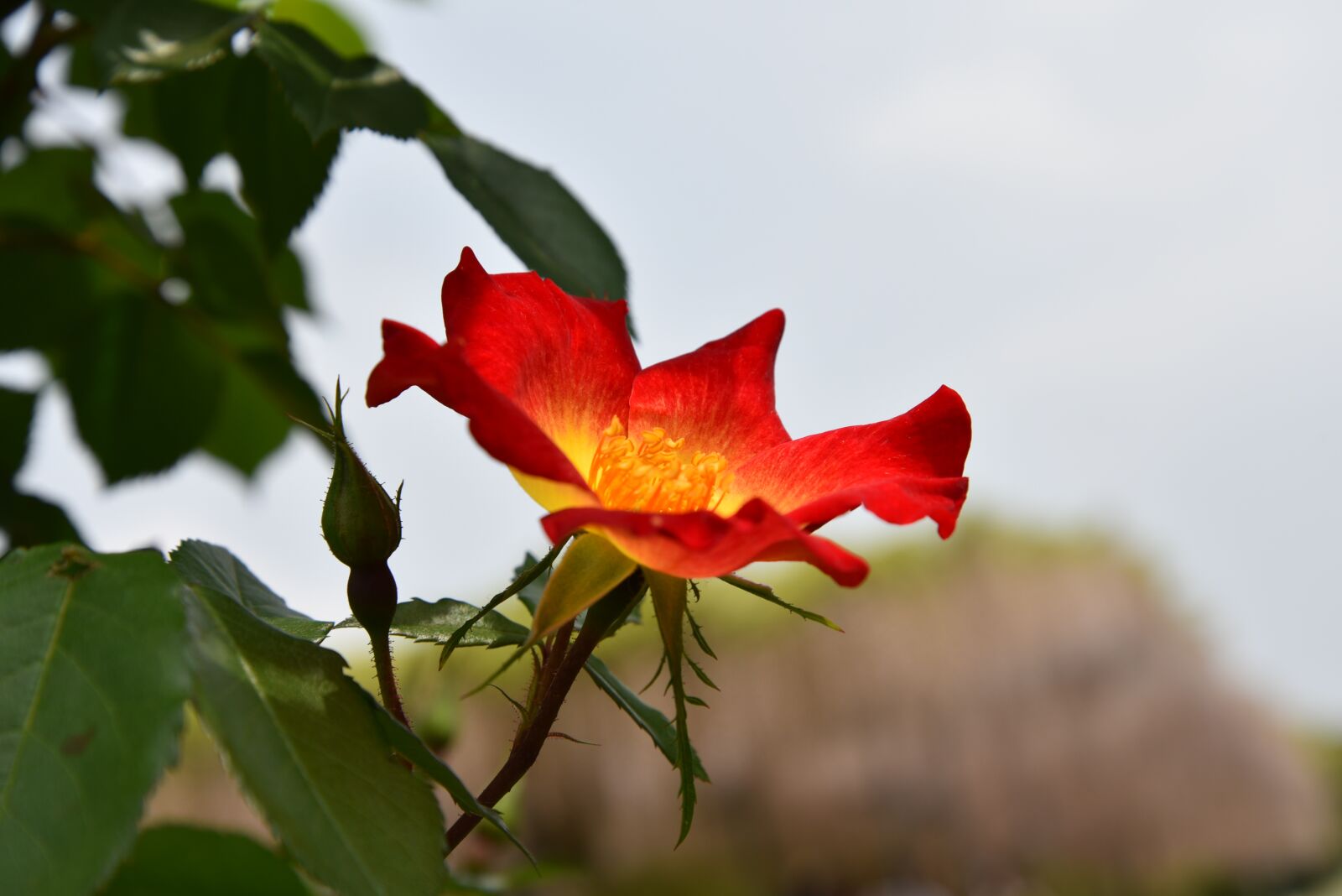 Nikon D750 sample photo. Red, rose, natural photography