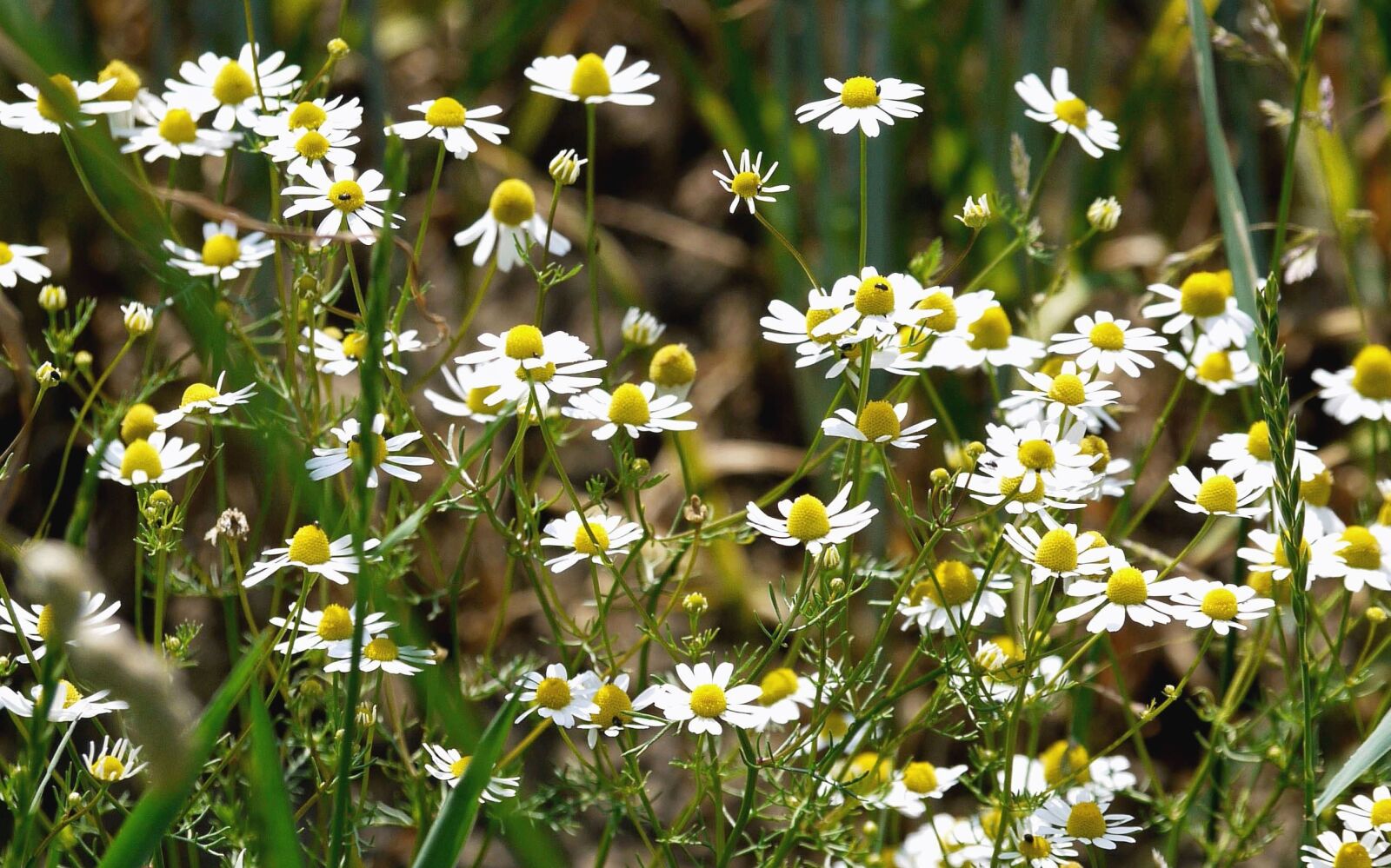 Panasonic Lumix DMC-G1 sample photo. Chamomile, flower, plant, meadow photography