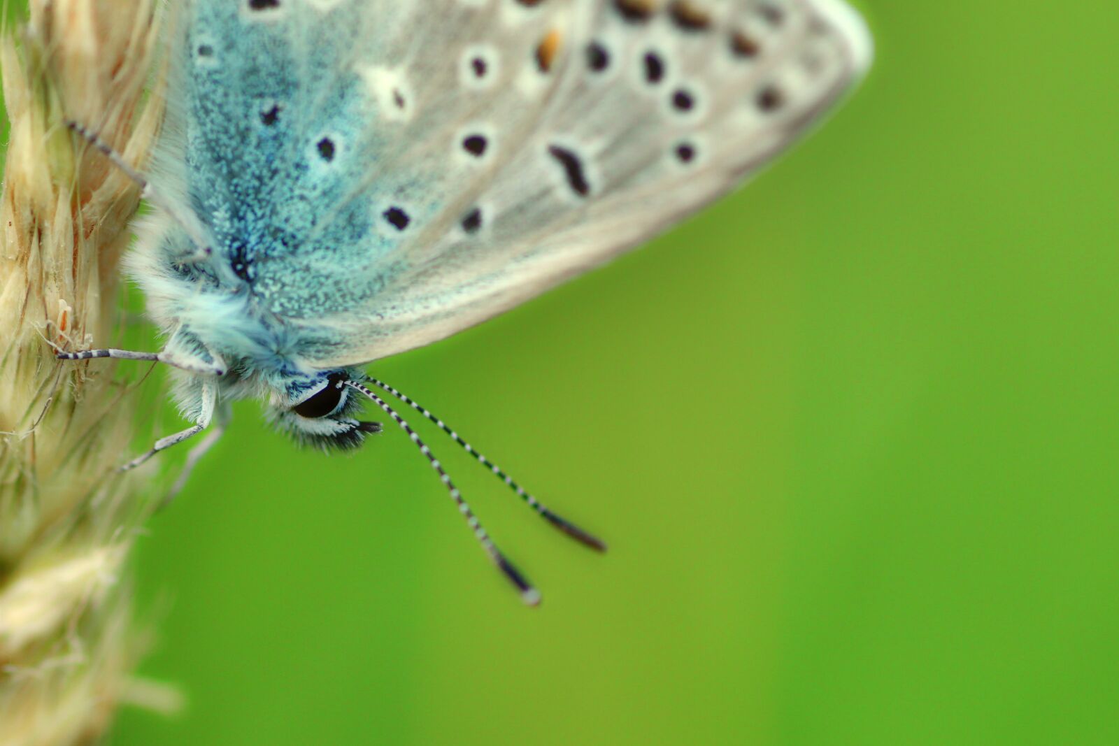 Tamron SP 90mm F2.8 Di VC USD 1:1 Macro sample photo. Common blue, butterfly, insect photography